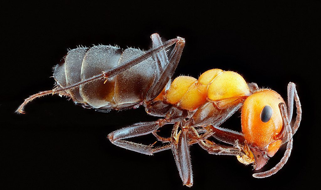 Ant Control service in Fontana, CA