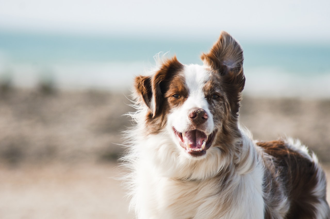Flea & Tick Control service in Fontana, CA