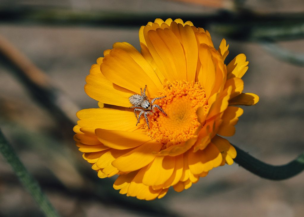 Spider Control service in Fontana, CA
